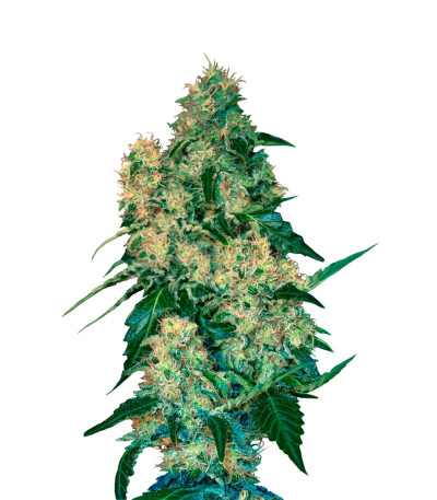 Семена сорта Chingis Khan fem (VIP seeds)