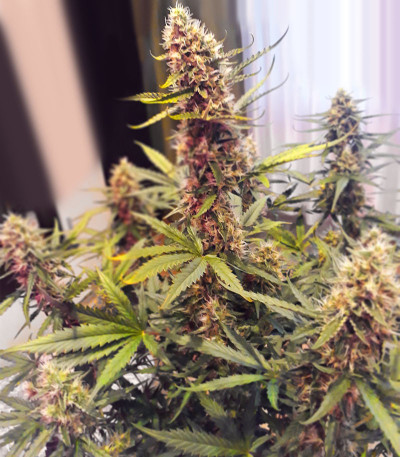 Семена сорта Auto Big Angel fem (Victory Seeds)