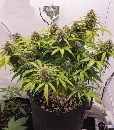 Семена сорта Auto Cinderella Jack fem (Dutch Passion)