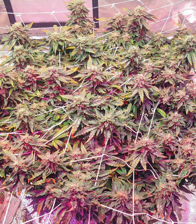 Семена сорта I'm Alive fem (AlphaFem Seeds)