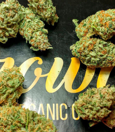 Семена сорта Kripple Shock fem (Dr. Krippling Seeds)