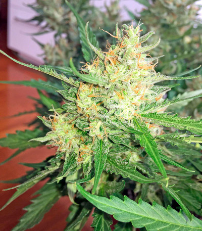 Семена сорта Swiss Cheese Automatic fem