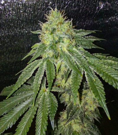 Семена сорта Glookies fem (Barney's Farm)