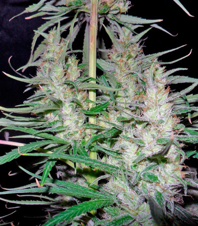 Семена сорта Hawaiian Snow fem (Green House Seeds)