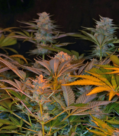 Семена сорта Jack 47 F1 Fast Version fem (Sweet Seeds)