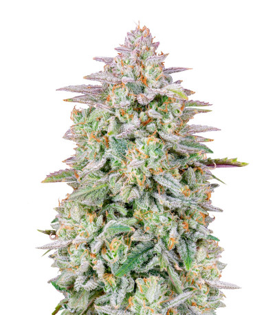 Семена сорта Forbidden Runtz Auto fem (FastBuds)