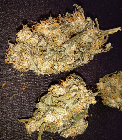 Семена сорта Auto Tutankhamon fem (Pyramid Seeds)