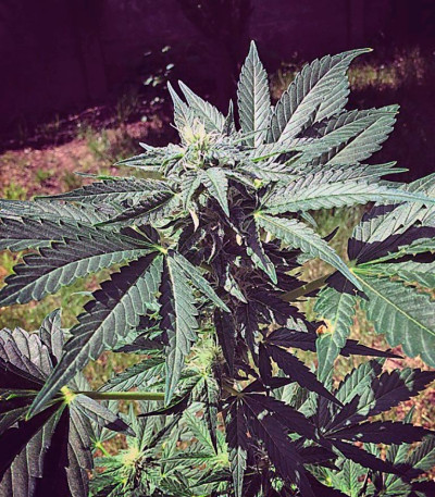 Семена сорта Auto Acid fem (Paradise Seeds)