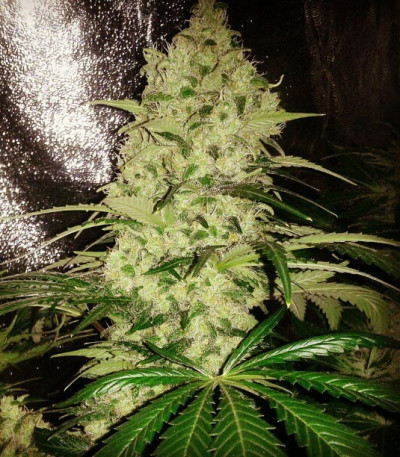 Семена сорта ICE fem (Female Seeds)