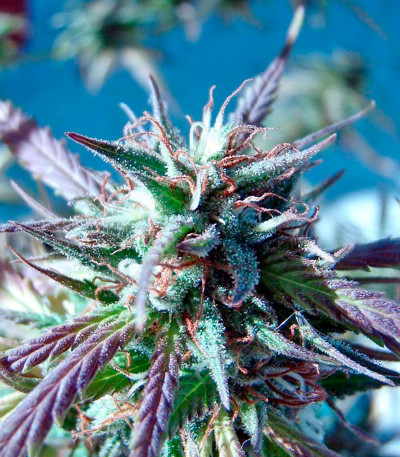 Семена сорта Kilimanjaro fem (World of Seeds)