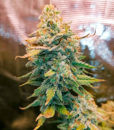 Семена сорта Leisure Zoot Larry fem (Dr. Krippling Seeds)