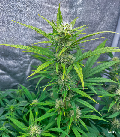 Семена сорта Wedding Cake fem (Семяныч)