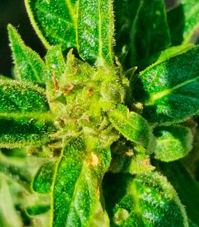 Семена сорта GMO Auto fem (Barney's Farm)