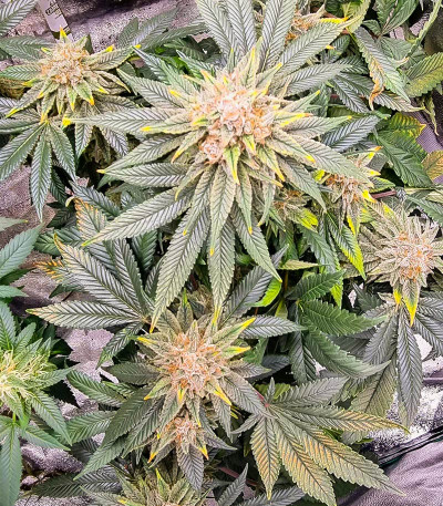 Семена сорта Lord Kush fem (Delicious Seeds)