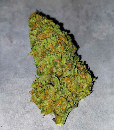 Семена сорта Sweet ZZ Automatic fem (RQS)