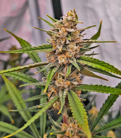 Семена сорта Mimosa × Orange Sherbet (7CH Seeds & Cali Buds Seeds)