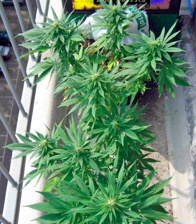 Семена сорта Biddy Early reg (Serious Seeds)