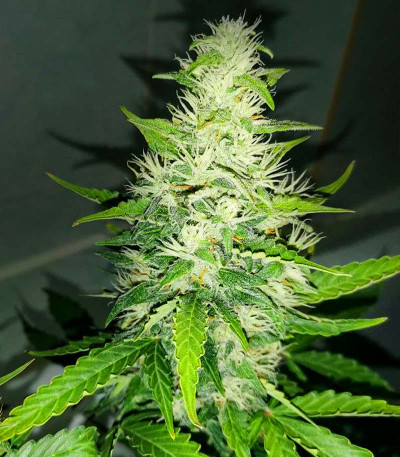 Семена сорта Gran Purple Banner Auto fem (Cali Buds Seeds)