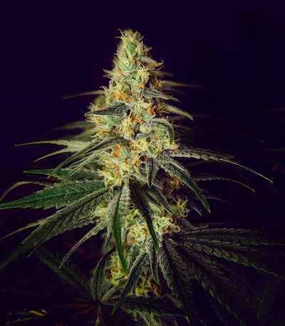 Семена сорта Strawberry Amnesia fem (Herbies Seeds)