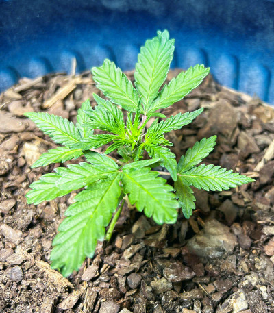 Семена сорта Chem Bomb Auto fem (Humboldt Seed Organization)