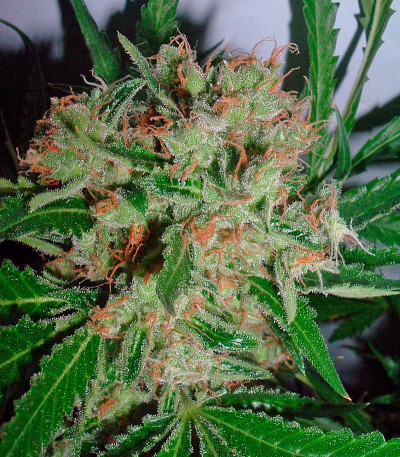 Семена сорта White Widow X The Ultimate reg