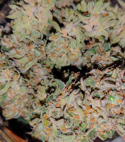 Семена сорта Ethos Cookies R2 fem (Ethos Genetics)