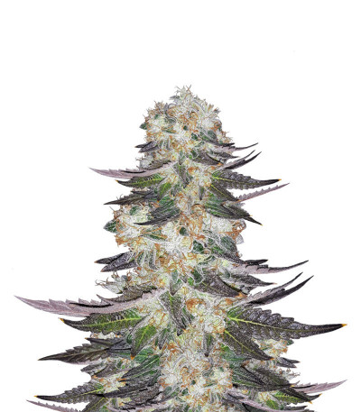Семена сорта Gelato fem (Blimburn Seeds)