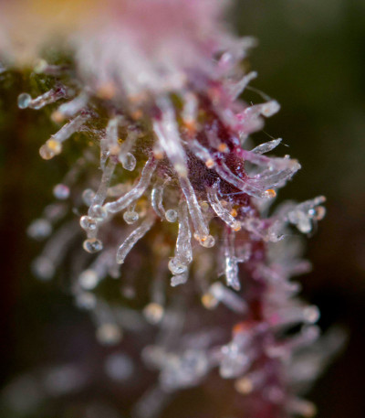 Семена сорта HighCloudZ Auto fem от Green House Seeds