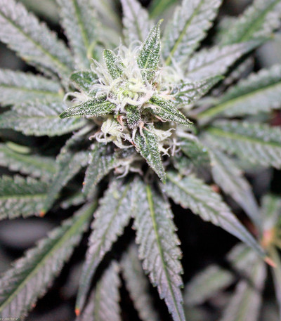 Сорт марихуаны Phatt Fruity 