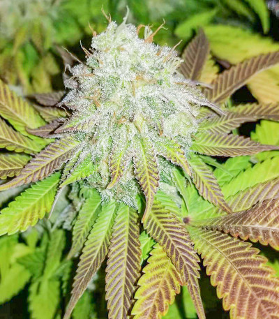 Семена сорта Purple Punch fem (Barney's Farm)