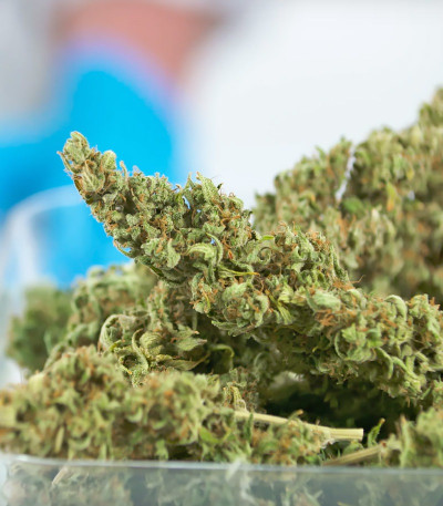 Семена сорта Sour Diesel Autoflowering fem (Dinafem Seeds)