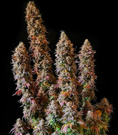 Семена сорта Trainwreck Fast Version fem (Seedkeepers)