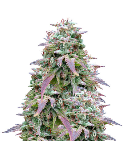 Семена сорта White Berry fem (Paradise Seeds)