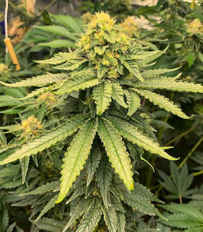 Семена сорта Watermelon Zkittlez Fast Version fem (Easy Grow Seeds)