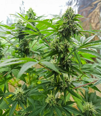 Семена сорта White Widow fem (Семяныч)