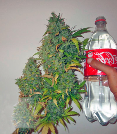 Семена сорта Californian Orange fem (Dutch Passion)