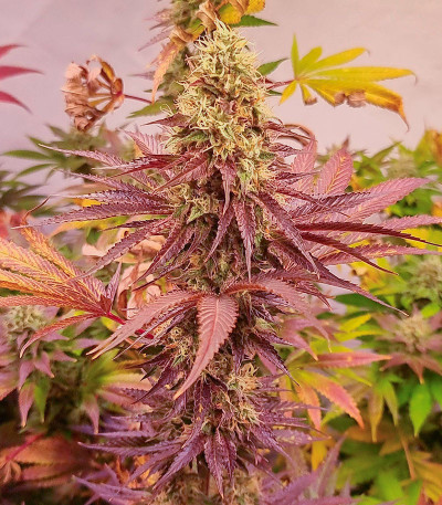 Семена сорта Gelato #45 fem (Barney's Farm)