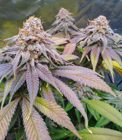 Семена сорта Glue Cookies fem (AlphaFem Seeds)