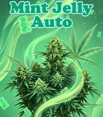 Семена сорта Mint Jelly Auto fem от Humboldt Seed Company
