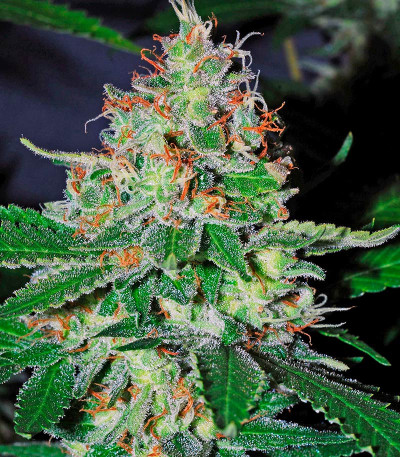 Семена сорта White Lemon fem (Strain Hunters)