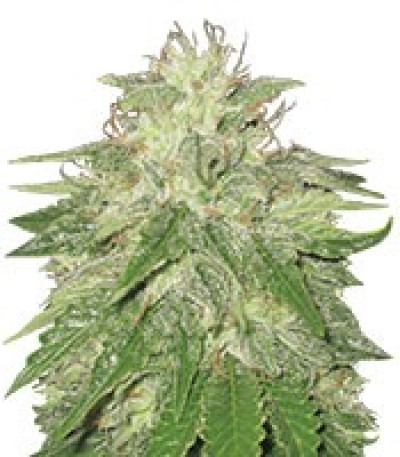 Семена сорта Super Hash fem (Pyramid Seeds)