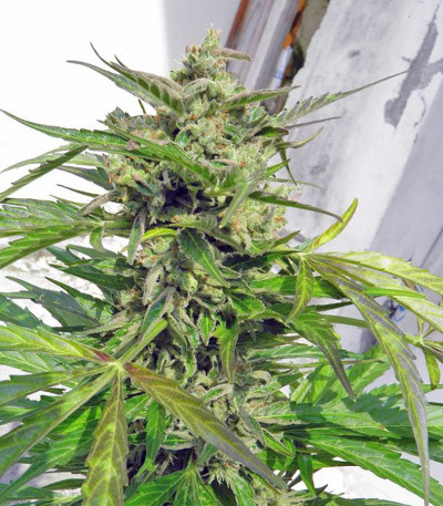 Семена сорта Speed Devil #2 Auto fem (Sweet Seeds)