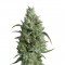 Семена сорта Super OG Kush fem (Pyramid Seeds)