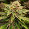 Семена сорта Louis XIII fem (7CH American)