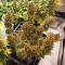 Семена сорта Delicious Candy fem (Delicious Seeds)