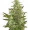 Семена сорта Critical + Autoflowering fem (Dinafem Seeds)