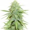 Семена сорта Grand Master Kush reg (Sumo Seeds)