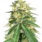 Семена сорта Auto White Widow x Big Bud fem (Female Seeds)