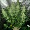 Семена сорта Royal Cheese Automatic fem (Russian Queen Seeds)