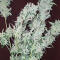 Семена сорта Gorilla 4 Autoflower fem (Easy Grow Seeds)